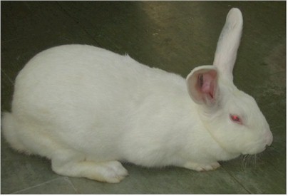 Pregnancy tests using rabbits